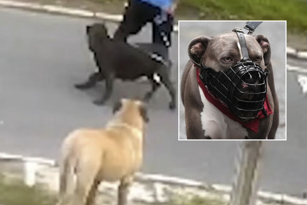 CCTV caught the moment a resident was attacked by two dogs in Sheffield streetu200b