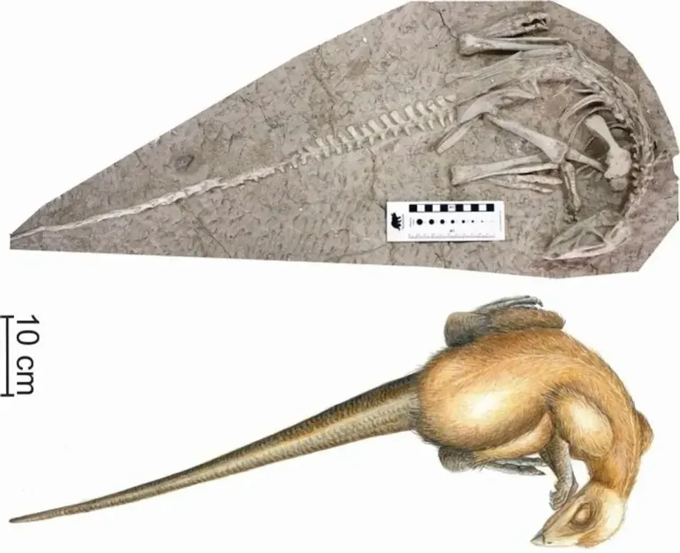 Changmiania liaoningensis discovered in the Yixian Formation and now hosted at the Liaoning Paleontological Museum in Shenyang, China