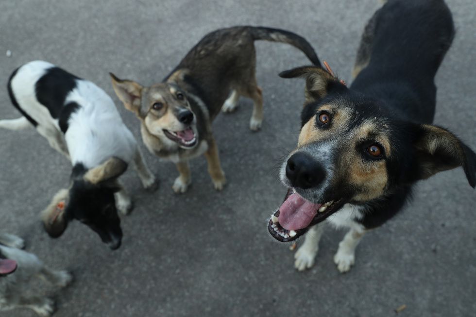 Chernobyl dogs