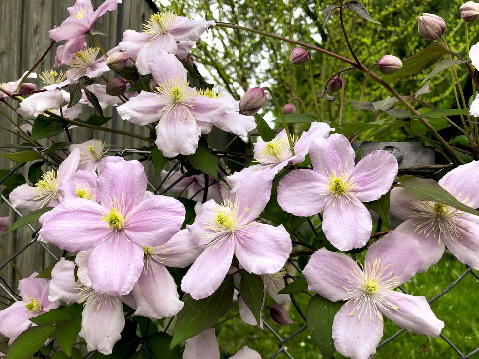 Clematis Cirrhosa