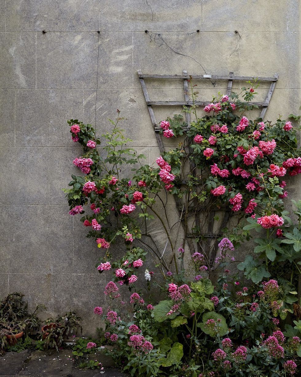 Climbing roses