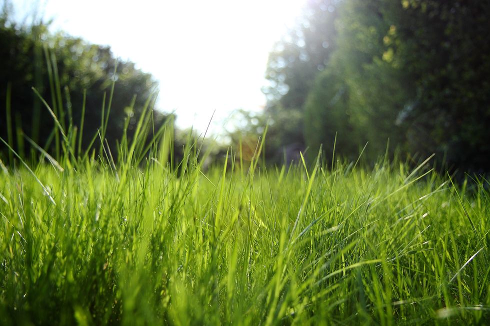 close up of grass