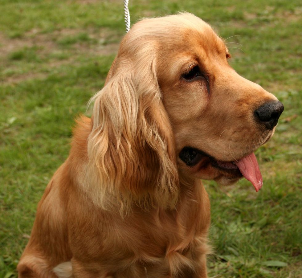 Cocker spaniel