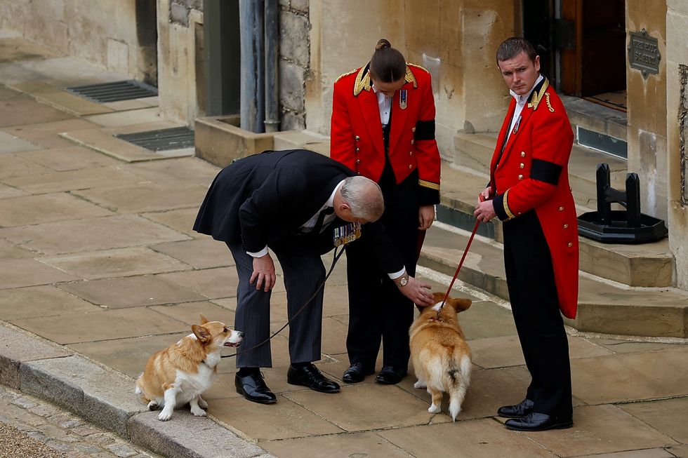 Corgis