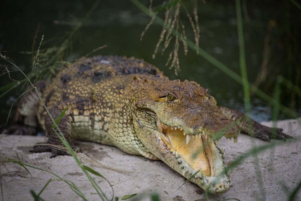 Crocodile 