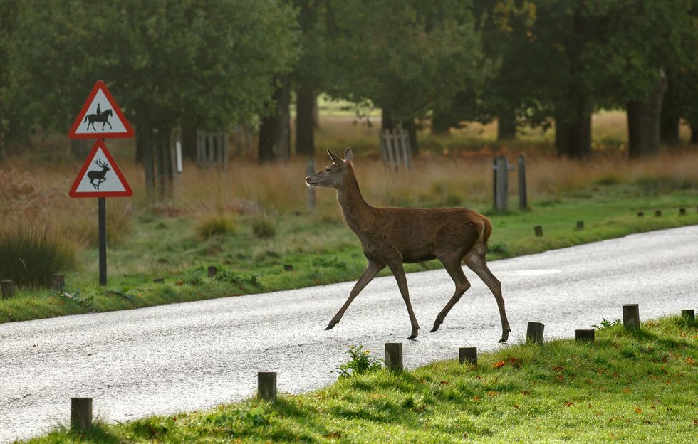 Deer crossing the road