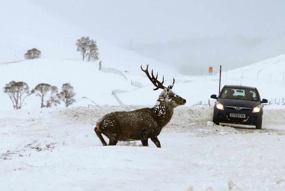 Deer on the road in front of a car