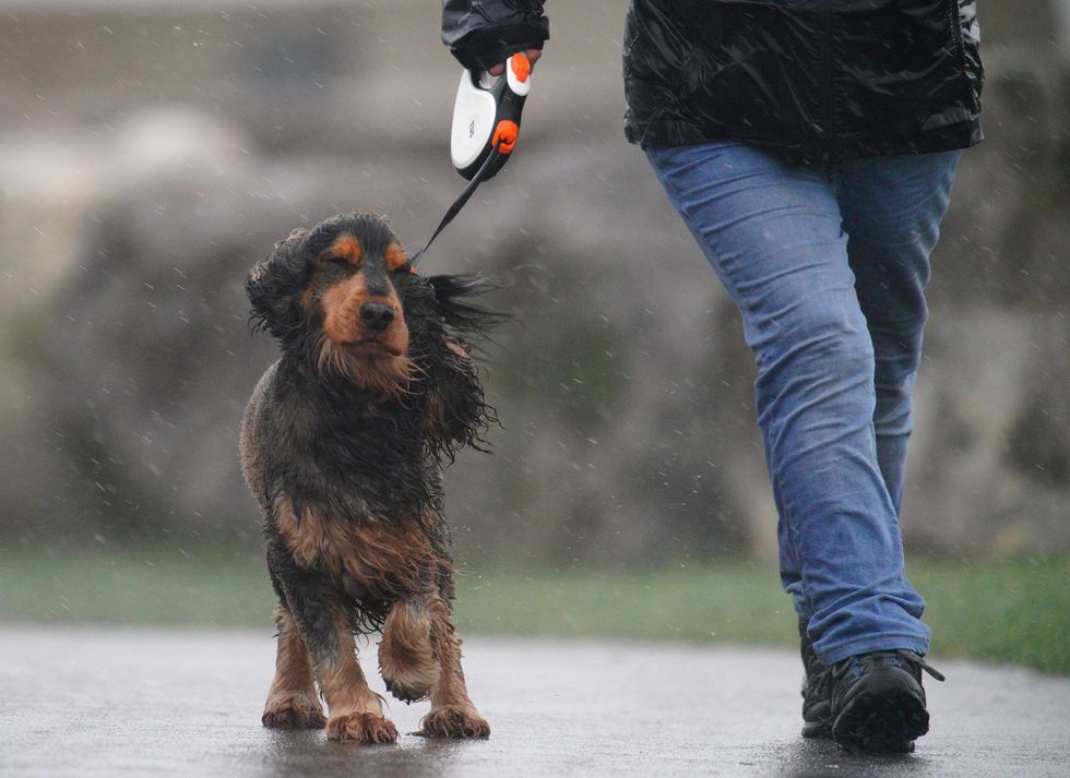 Dog being walked in windy and rainy weather