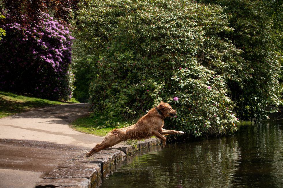 Dog jumping into water