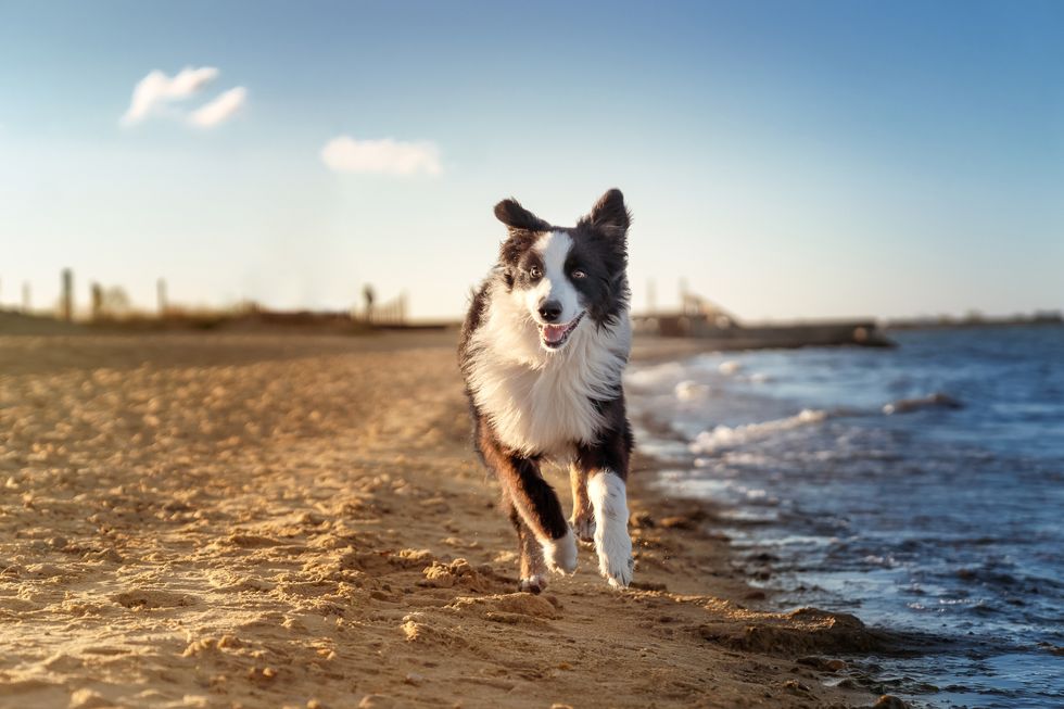 Dog on beach