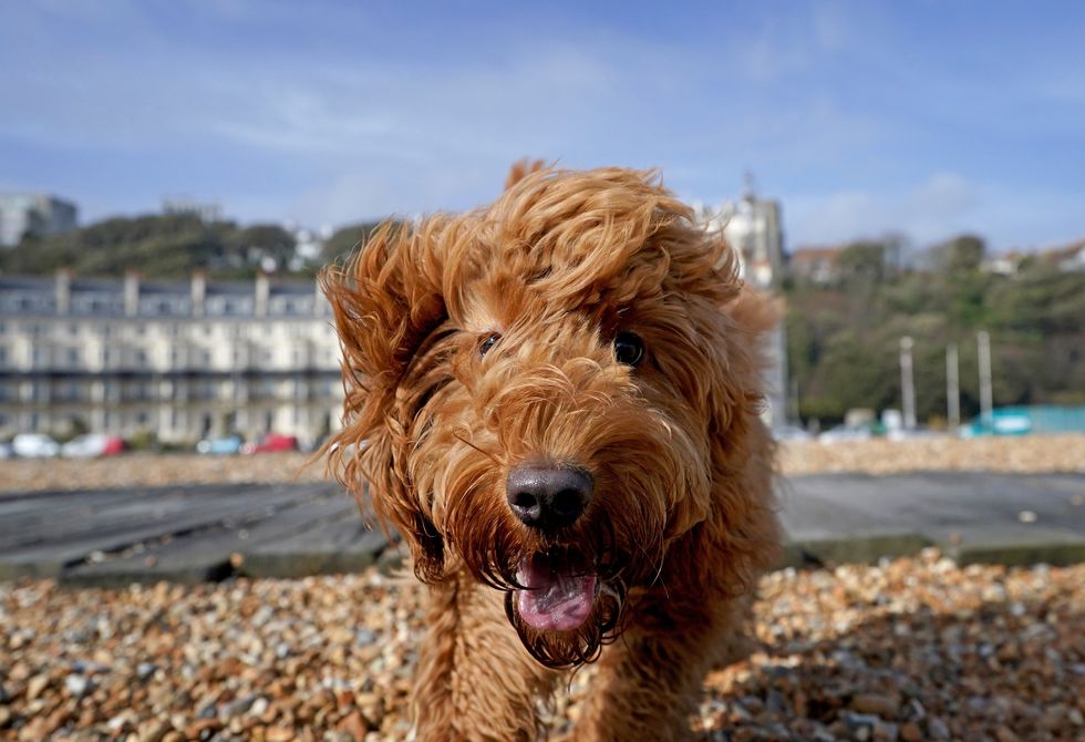 Dog on the beach