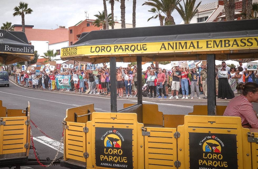 Dozens of people hold placards and protest in front of a tourist train outside the gates of LoroParque Zoo 