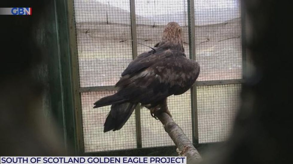 Golden eagle is released into the Scottish wild in breathtaking footage - WATCH