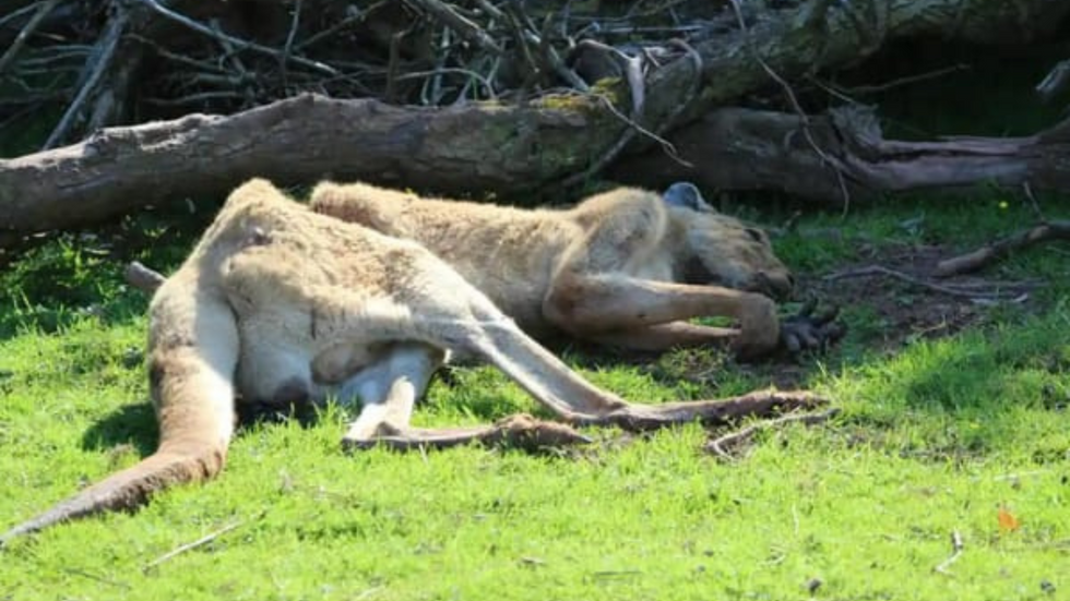 Emaciated kangaroo