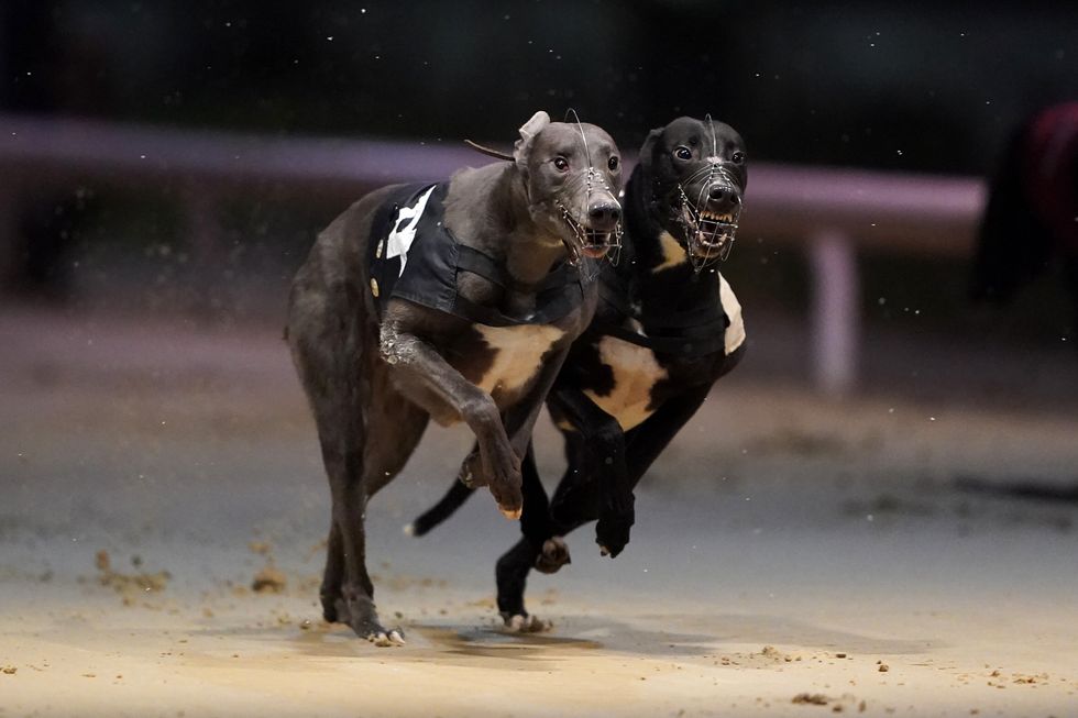 Emers Oreo and Shortwood Sanka lead the race at Perry Barr Greyhound Stadium