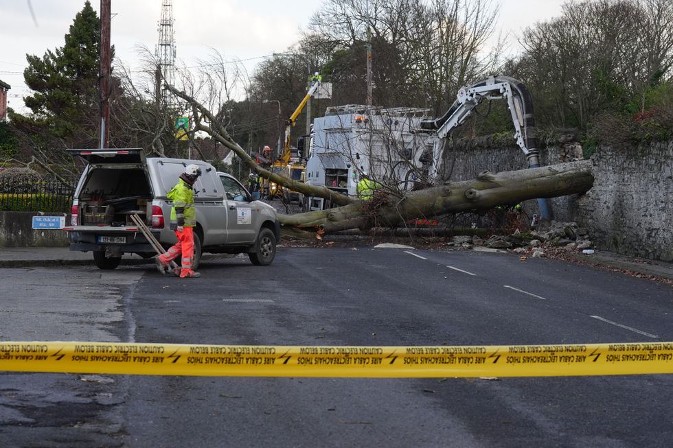 Fallen tree (Stock)