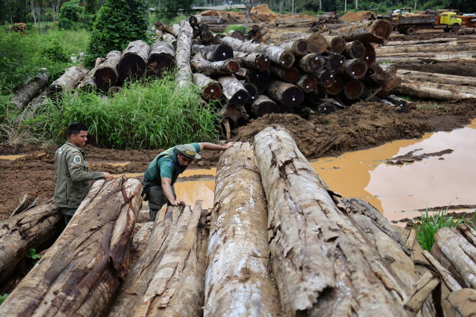 Felled trees