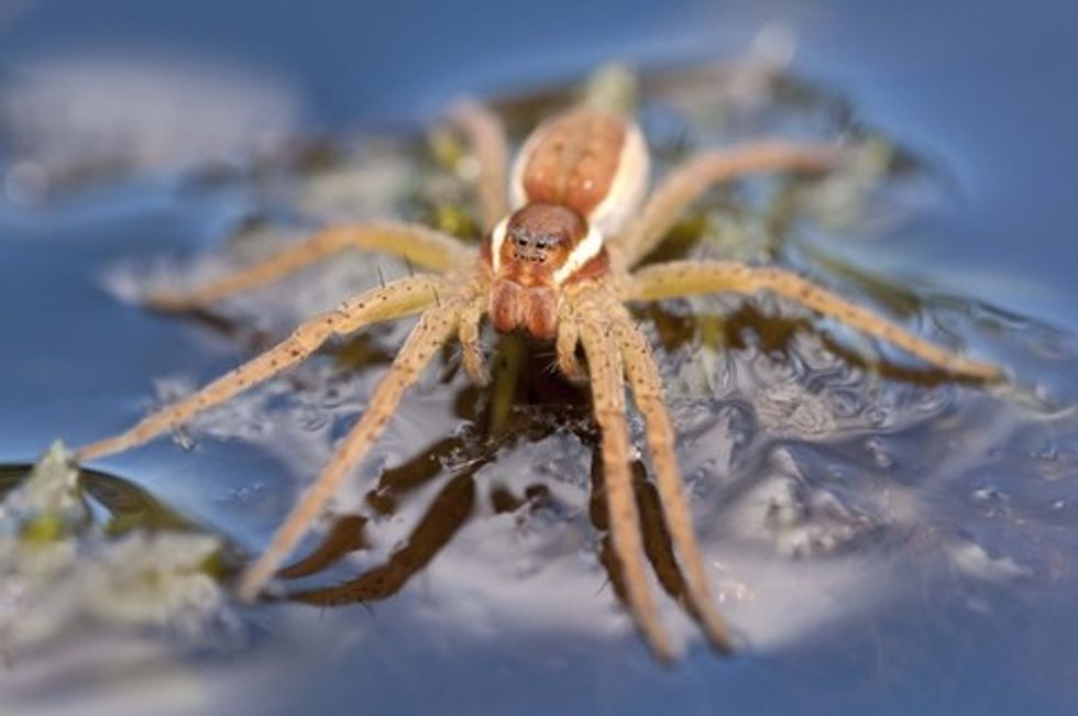 Chester Zoo releases giant spiders - Figure 1