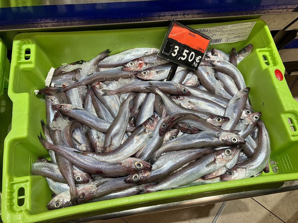 Fish in a bucket