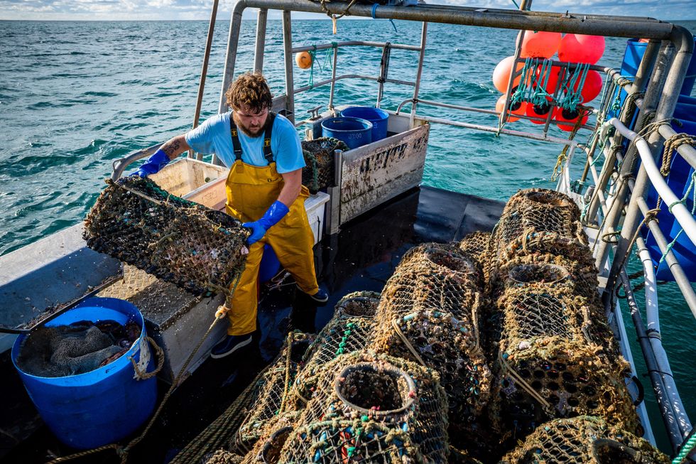 Fisherman prepares freshly baited lobster pots after landing crabs and lobster on his boat