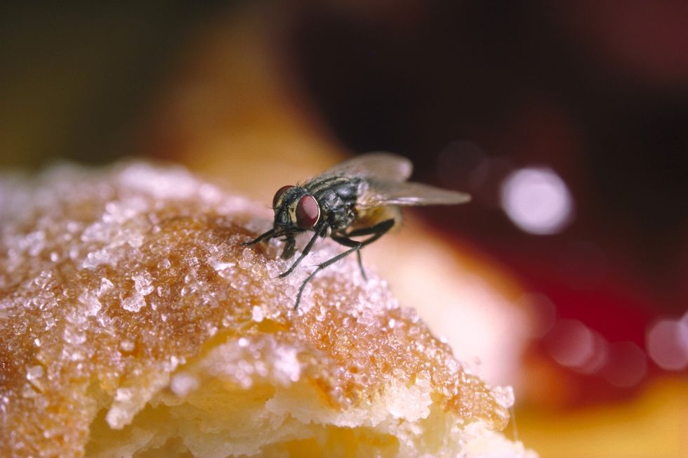 Fly on food