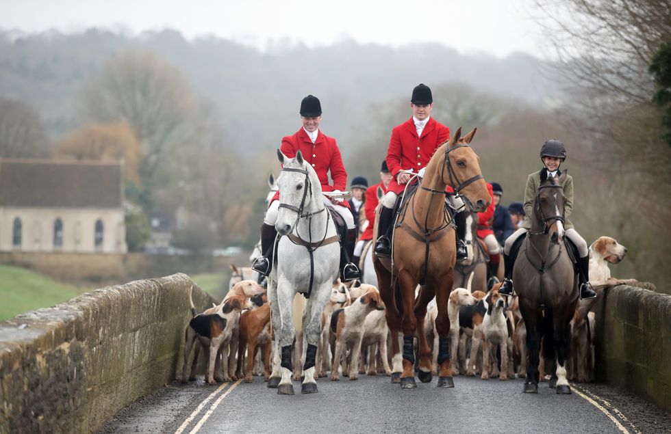 Fox hunting