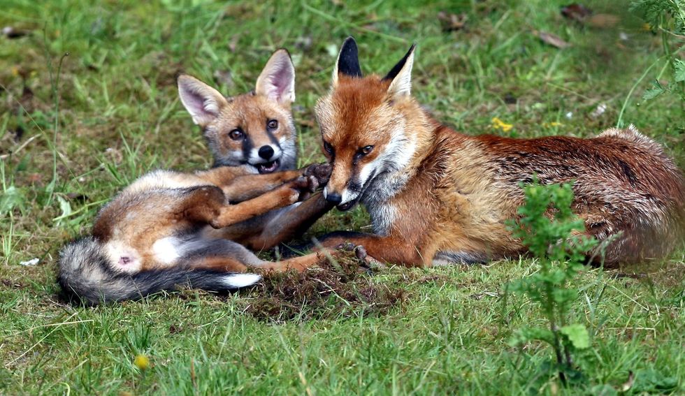 Foxes