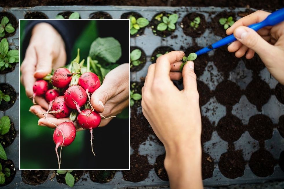 gardening hack in august