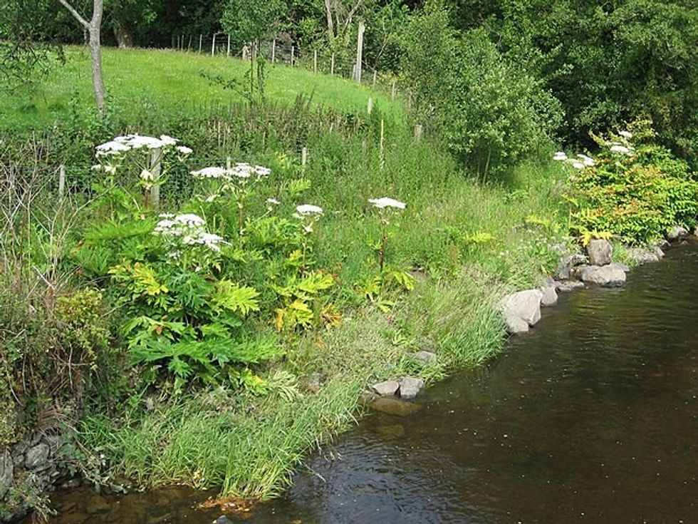 Giant Hogweed near river