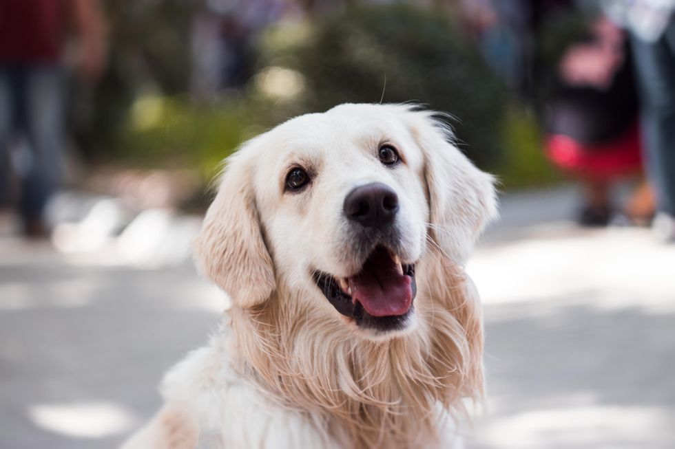 Golden retriever 