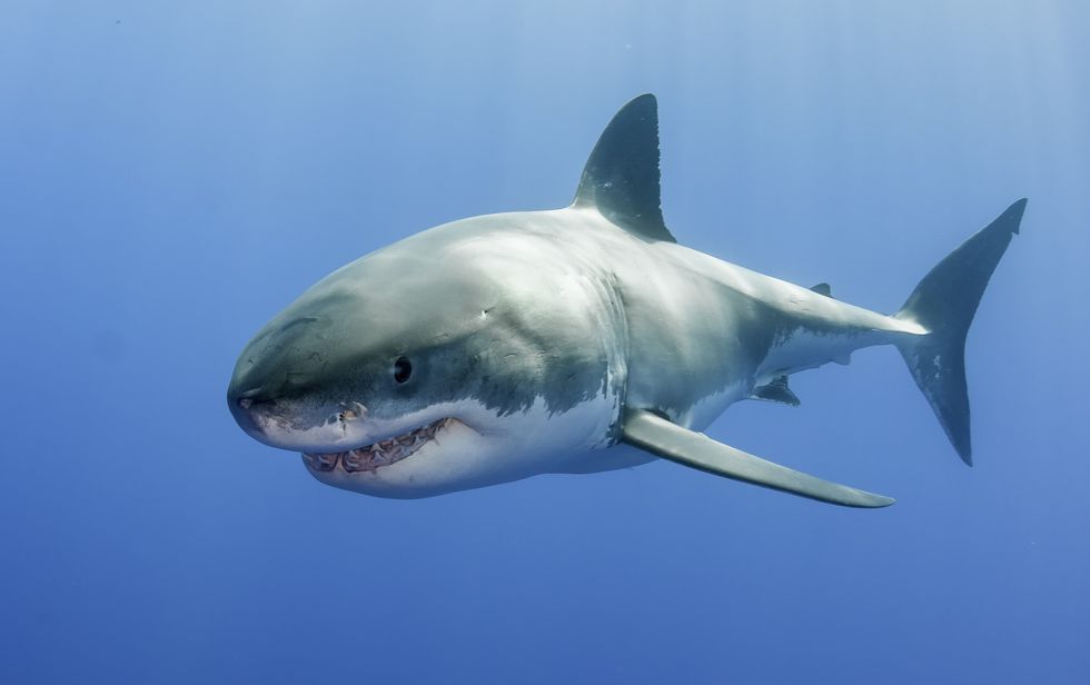 Great white shark