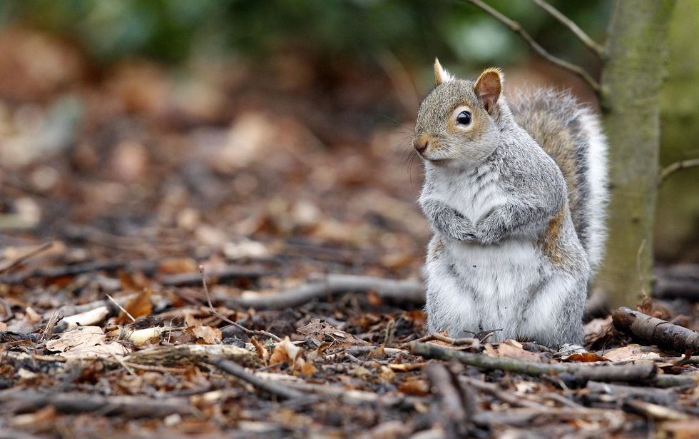 Grey Squirrel