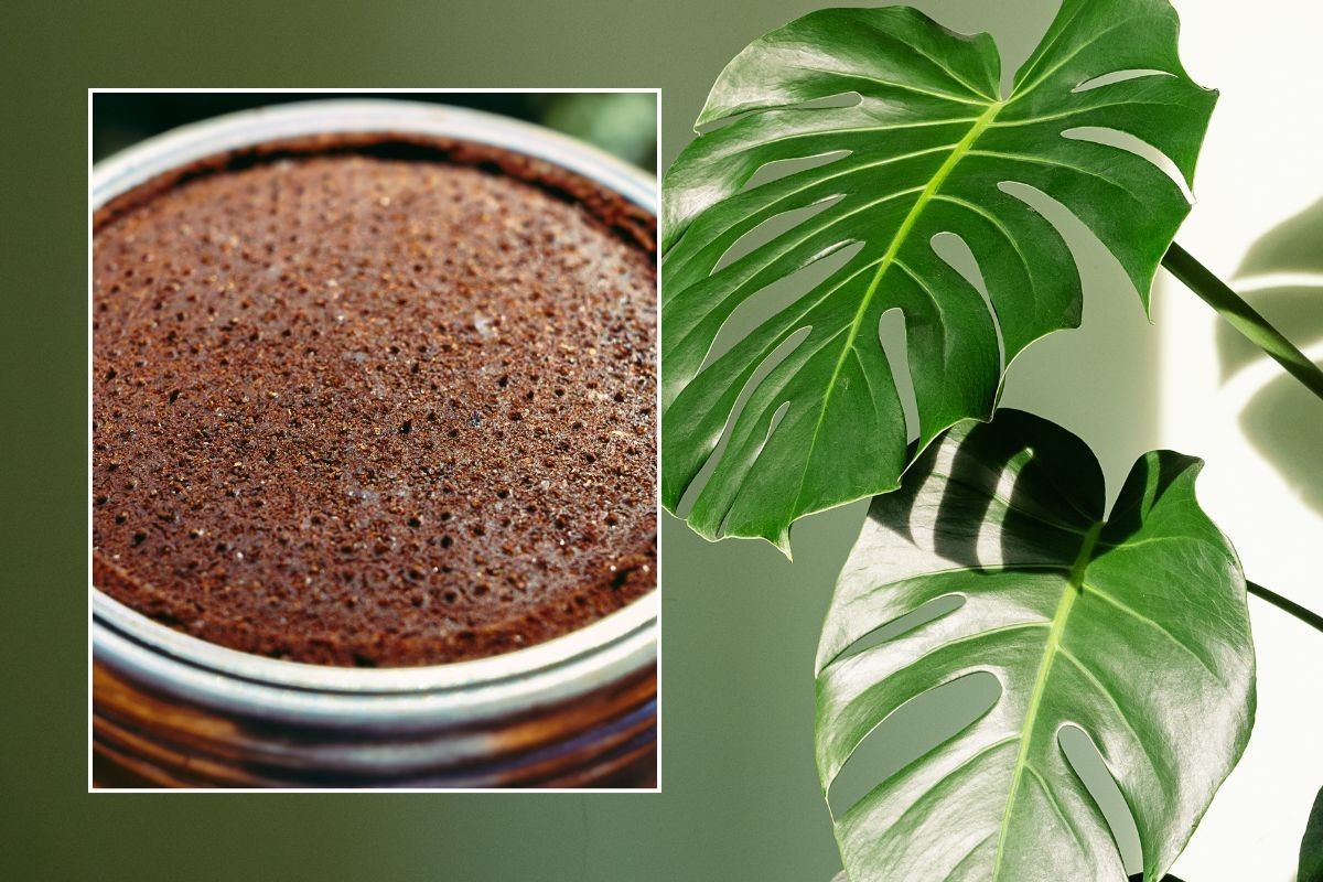 ground coffee and monstera plant stock images 