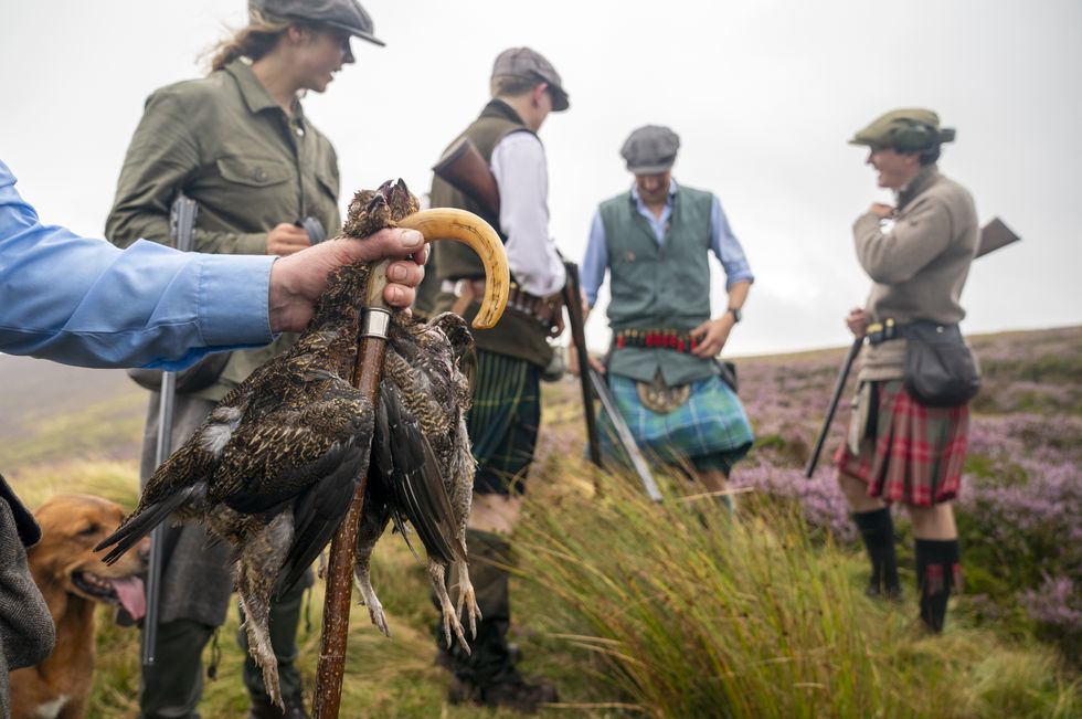 Grouse shooting in Lammermuir Hills