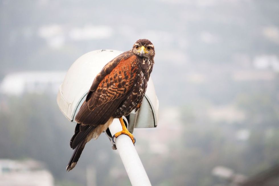 Harris's hawk