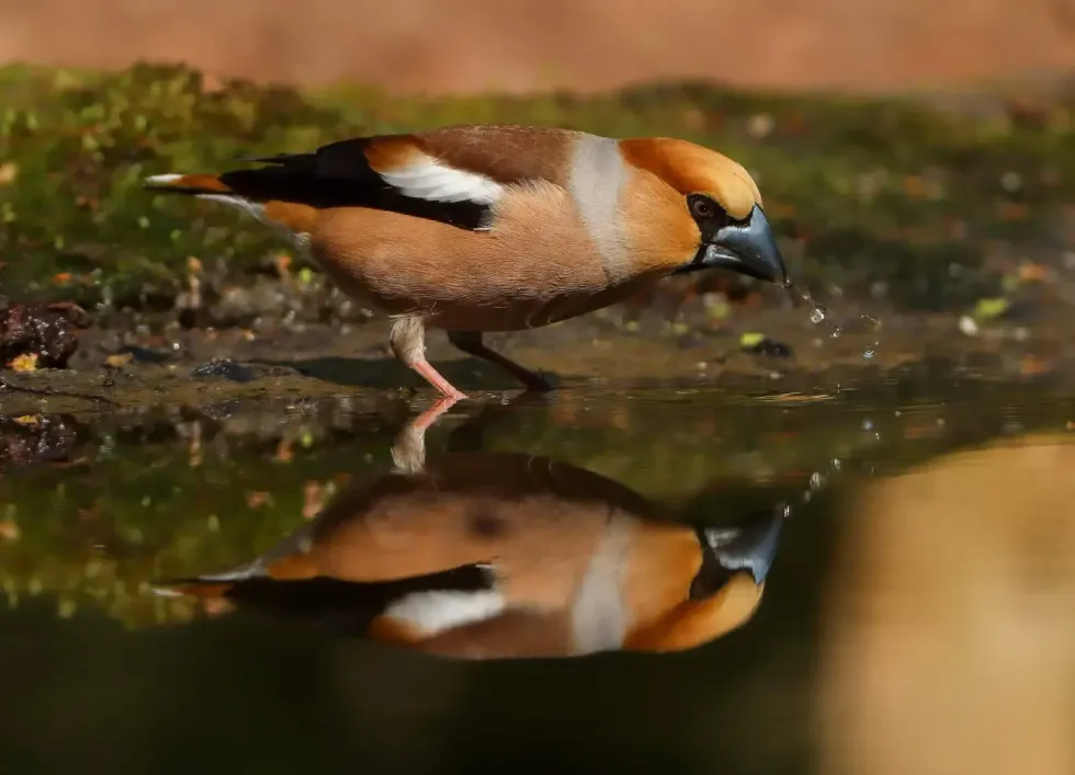 Hawfinch