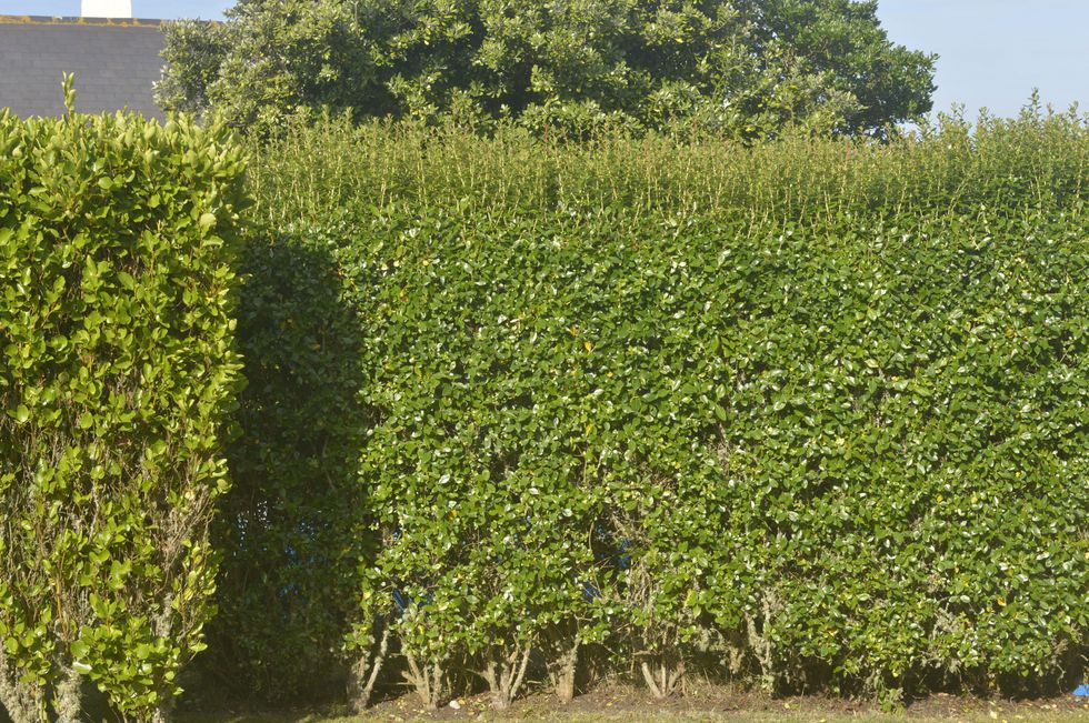 Hedge in garden