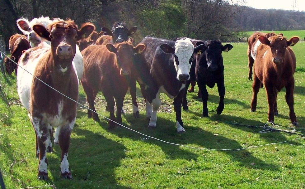 Herd of cows (stock)