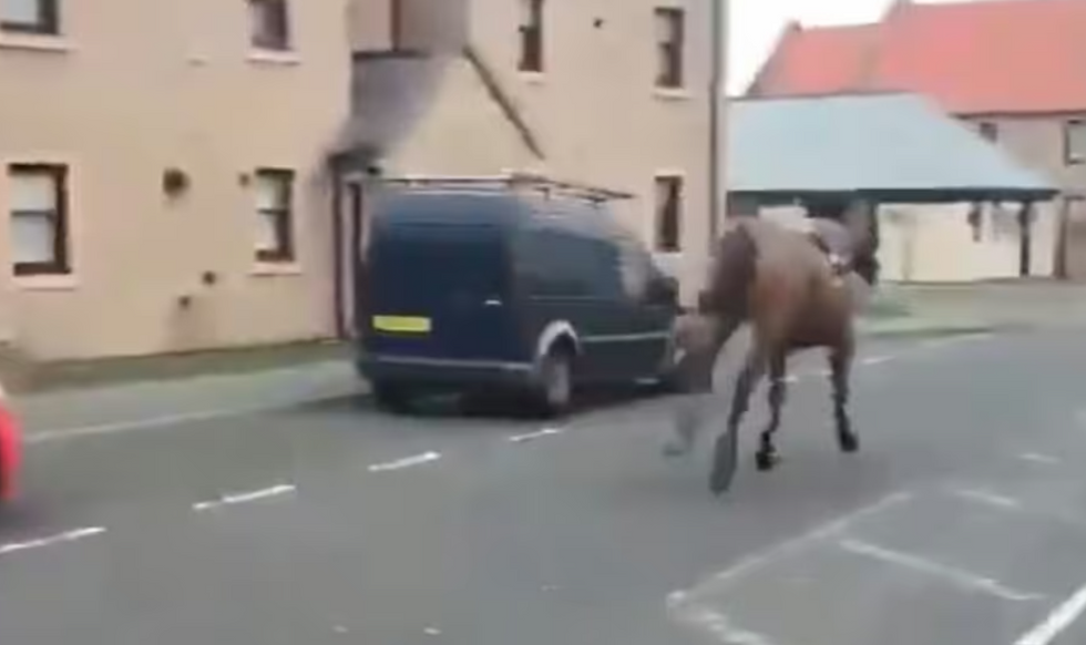 Horse escape