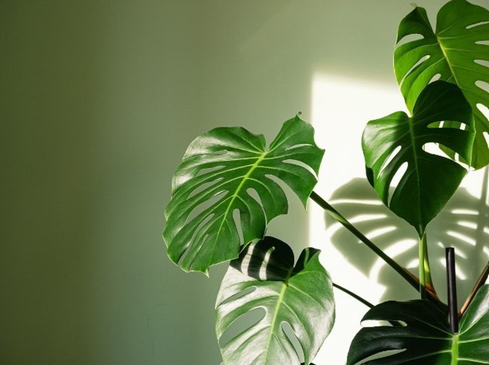 Houseplant