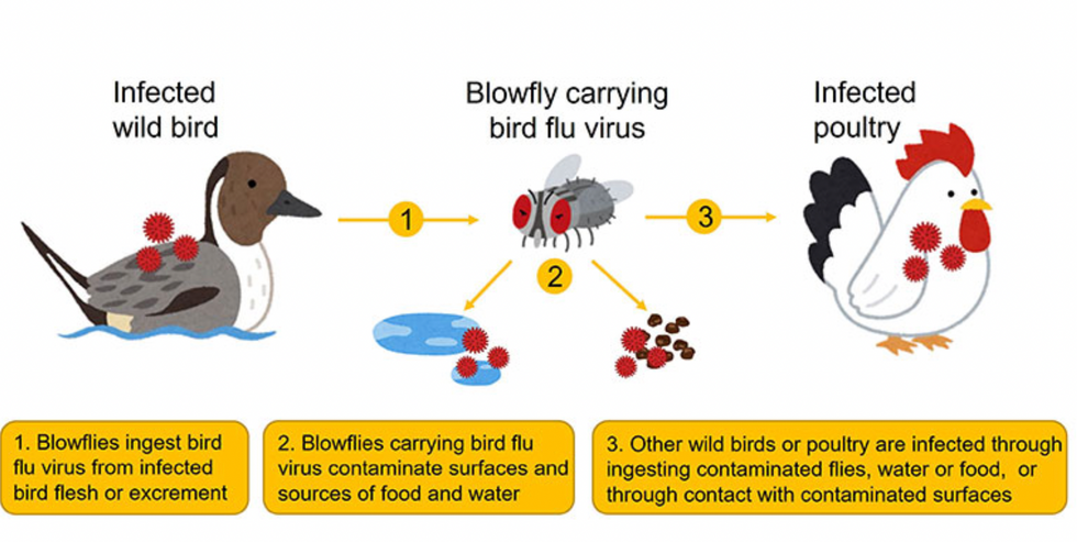 illustration of transmission of bird flu from wild birds to blowflies and infected poultry