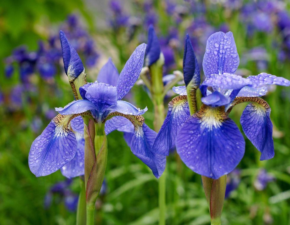 iris flowers