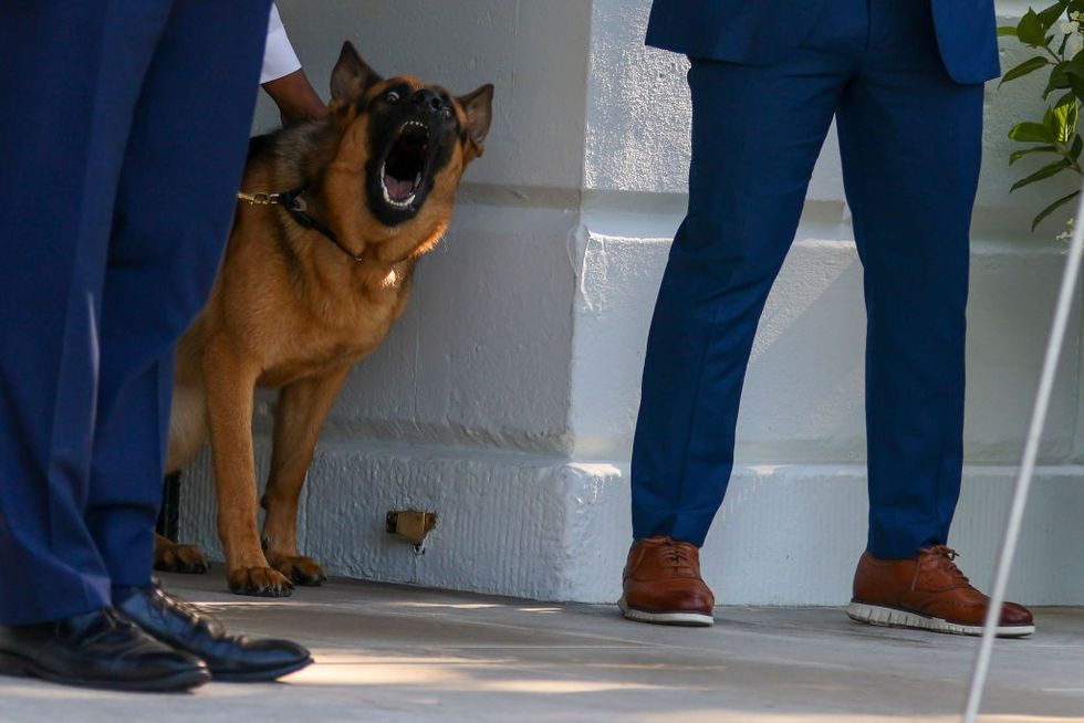 Joe Biden's dog Commander