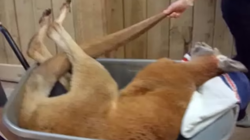 Kangaroo in wheelbarrow