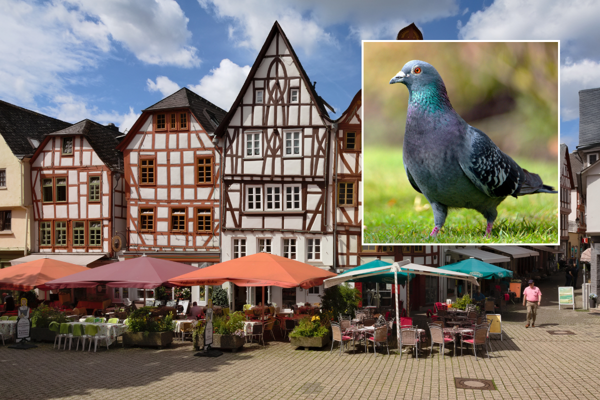 ​Limburg an der Lahn has voted to cull the animals