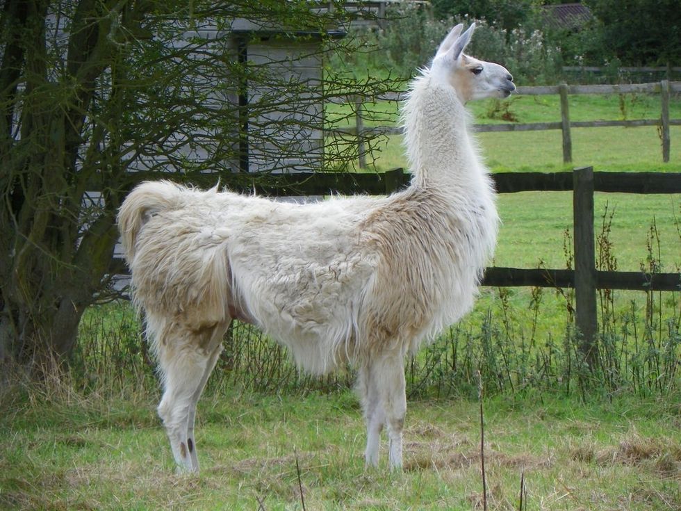 Llama