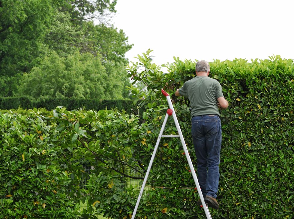 Man cutting hedge