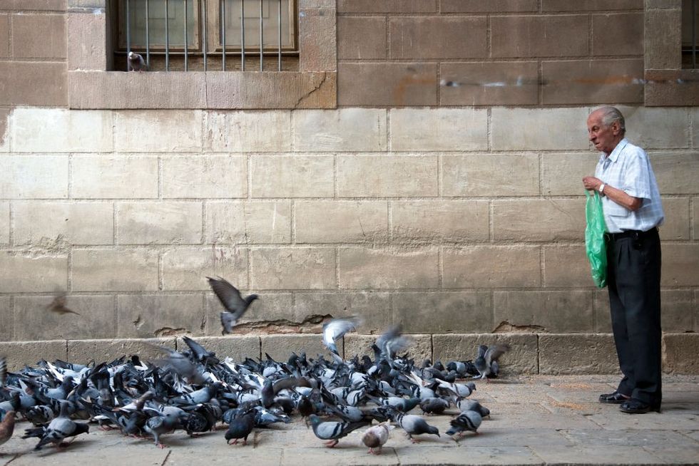 Man feeding pigeons