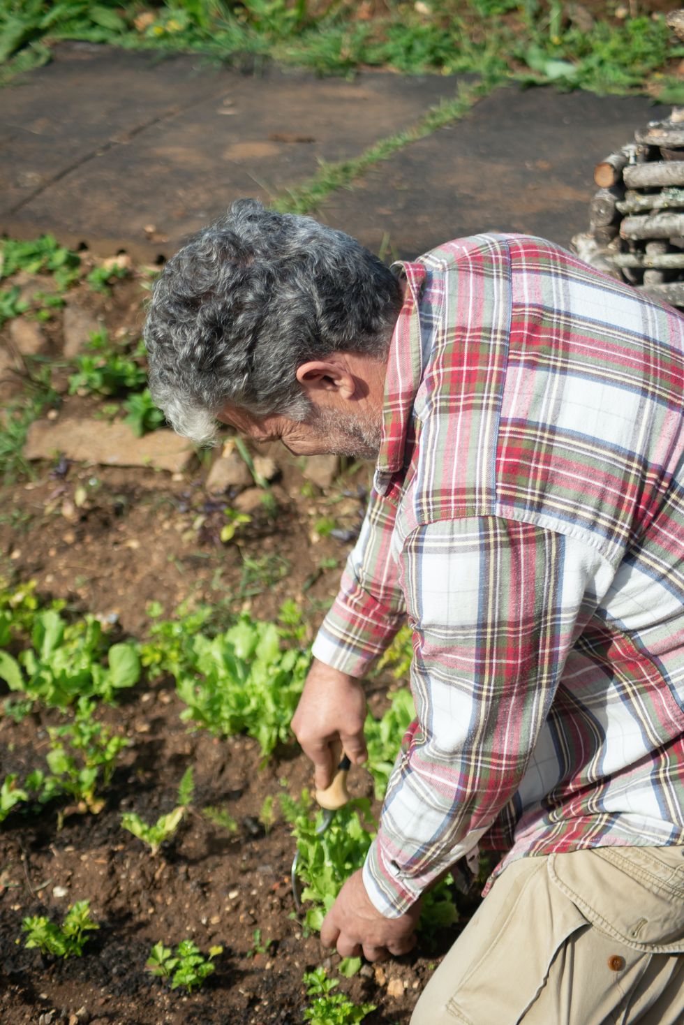 Man planting vegetables