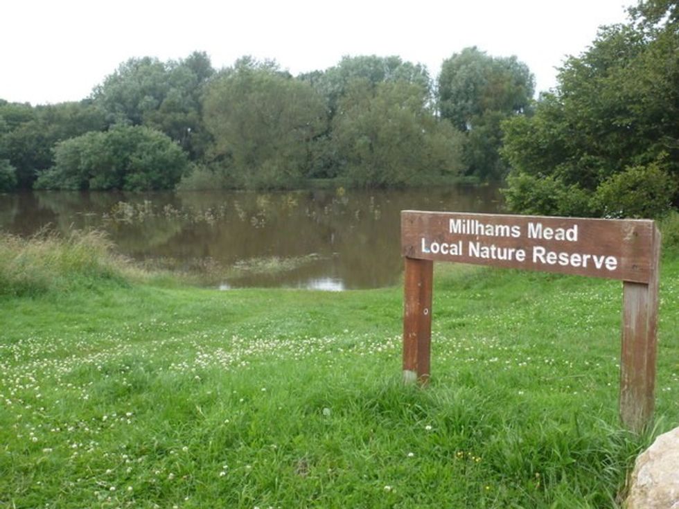 Millhams Mead Nature Reserve